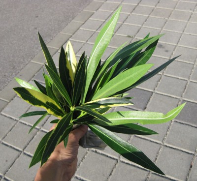 Oleander Stecklinge_1115.jpg