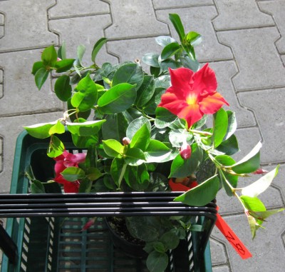 Dipladenia_1092.jpg