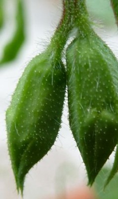 031 - Kopie (268x450).jpg