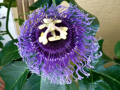 grosses wuschel3.jpg