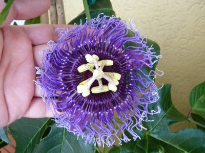 grosses wuschel1.jpg