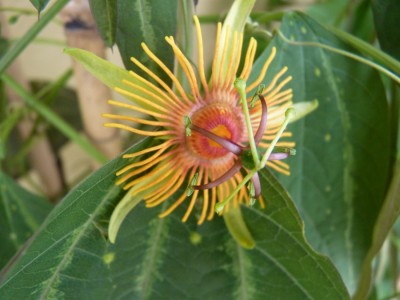 kleiner stinker1.jpg