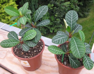 Euphorbia leuconeura.JPG