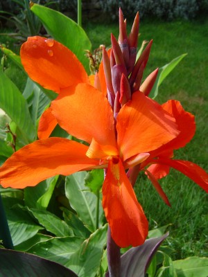 Canna.jpg