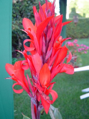 Canna President.jpg