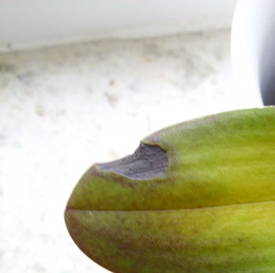 DSCI0010.JPG