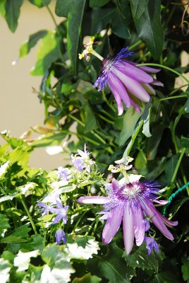 dsc_7726_Passiflora_amethyst.jpg