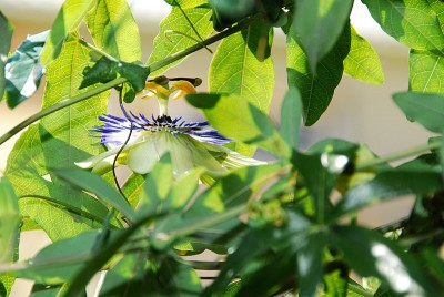 dsc_7723_Passiflora_caerulea.jpg