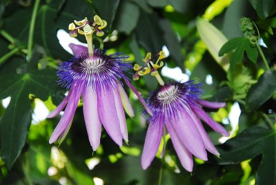 dsc_7718_Passiflora_amethyst.jpg
