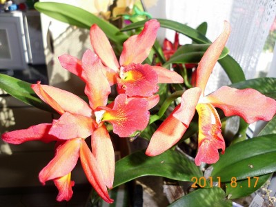 DSCI0563.JPG