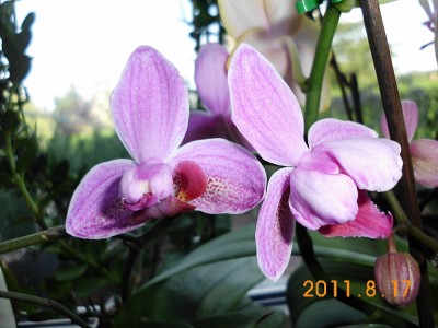 DSCI0559.JPG