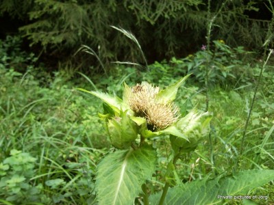 SNC00988.JPG