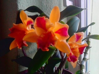 ..Cattleya.JPG