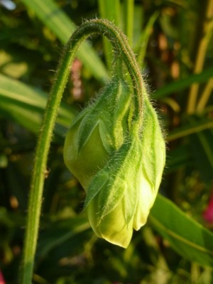 170811 042 - Kopie (480x640).jpg