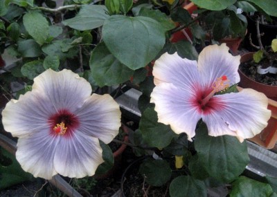 BluesinNight (2).JPG