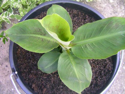 Karnivoren 018.JPG