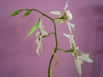 Beallara Peggy Ruth Carpenter2.JPG