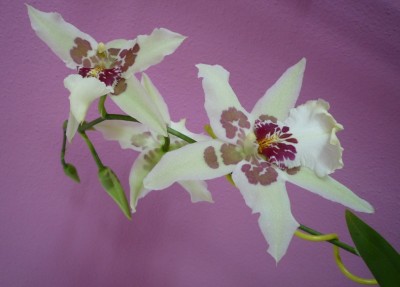Beallara Peggy Ruth Carpenter1.JPG
