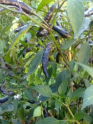 18082011414.jpg