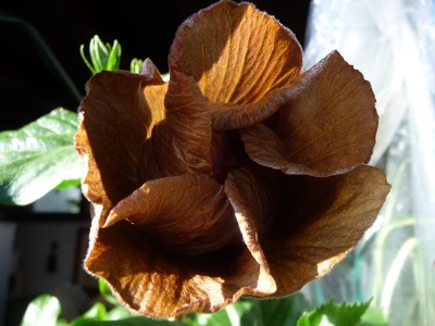 P1060143 (Kopie).JPG