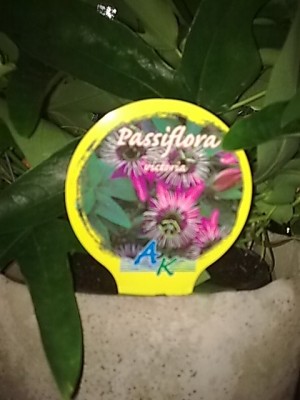 ..Passiflora.....JPG