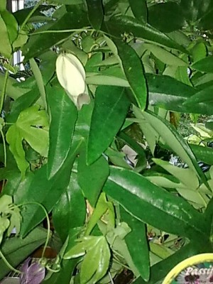 ..Passiflora....JPG