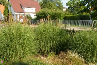 gras.jpg