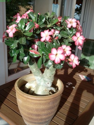 2011-08-18 18.08.21-s.jpg