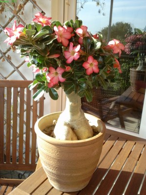 2011-08-18 18.07.53-s.jpg