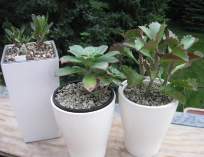 bertöpfe Lechuzasystem 1.JPG