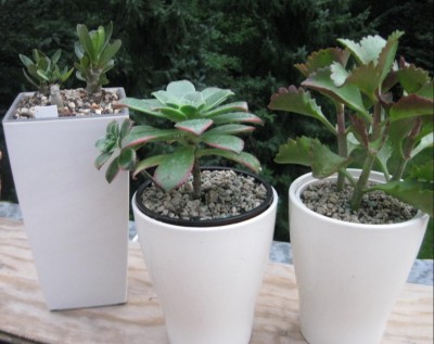 bertöpfe Lechuzasystem.JPG