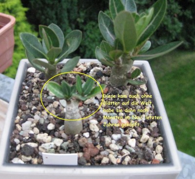 Wüsti ohne Blätter.JPG