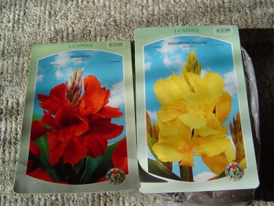 Cannas.jpg