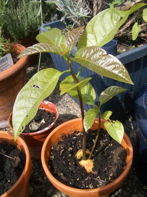 14_08_2007 Avokado b.JPG