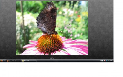 Schmetterling.jpg