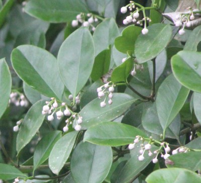 93. Pflanze, IMG_5447.JPG