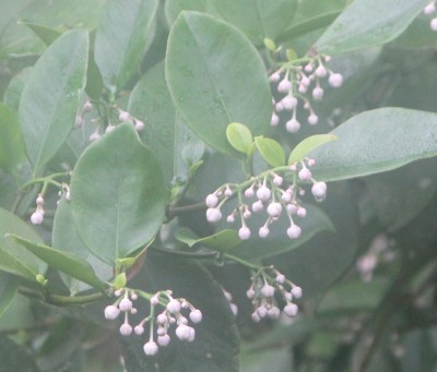 93. Pflanze, IMG_5444.JPG
