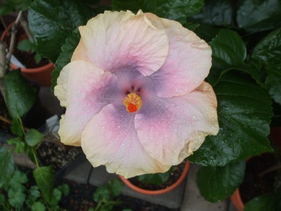 Rainbow lady (2).JPG