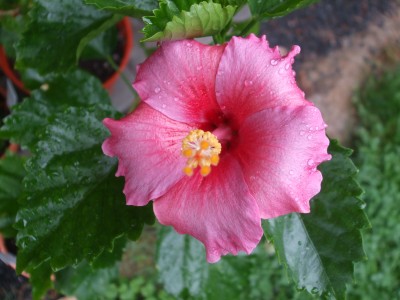 Pink Paisley (2).JPG