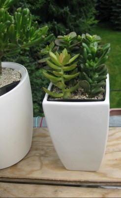 Crassula-Mix 3.JPG