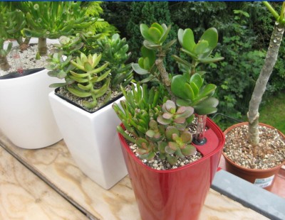 Crassula-Mix.JPG
