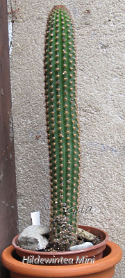 gila_hildew_mini01.png