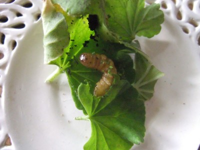 DSCF9198.JPG