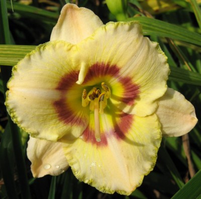 Dewberry Candy_0962.jpg