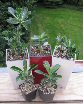 Wüstis 19-08-2011.JPG