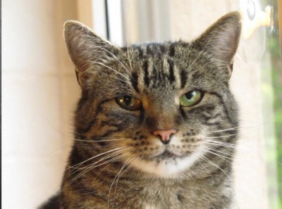 Katze.jpg