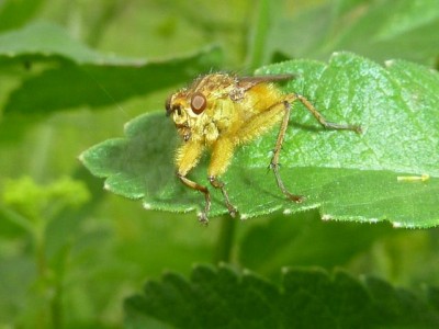 Gelbe Dungfliege (Scathophaga stercoraria).jpg