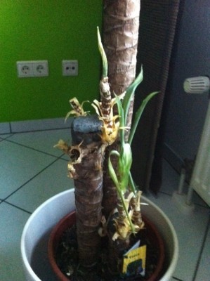 Foto 4.JPG