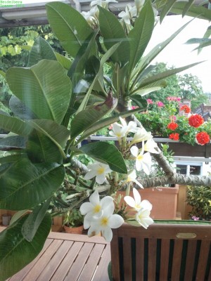 2011-07-17 19.02.59-s.jpg
