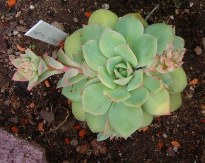Echeveria 'Van Breen'.jpg